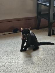 Found/Stray Male Cat last seen Maryland ave and Stanwood rd, Bexley, OH 43209