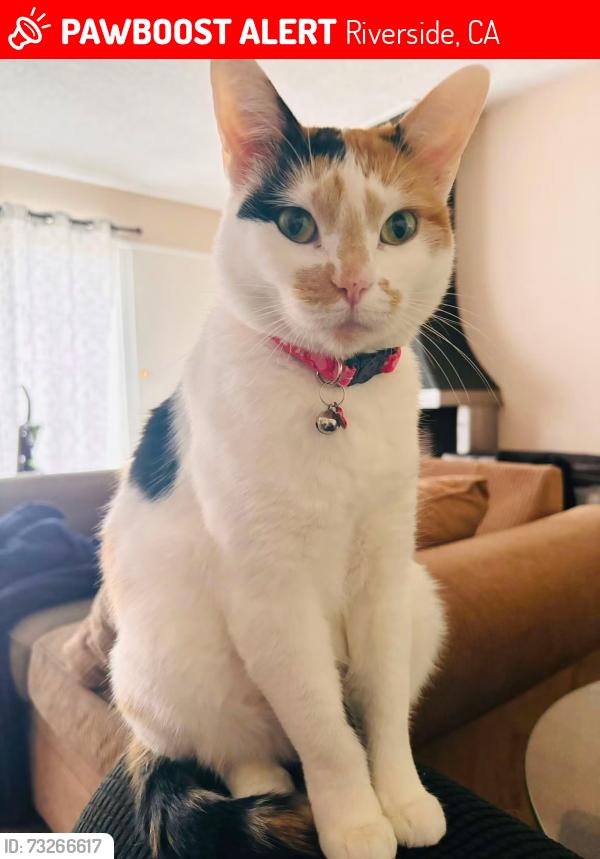 Lost Female Cat last seen Panorama rd and olive wood, Riverside, CA 92506