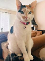 Lost Female Cat last seen Panorama rd and olive wood, Riverside, CA 92506
