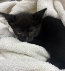 Shelter Stray Male Cat last seen , 11361 W Pico Blvd, Los Angeles, CA 90064, USA