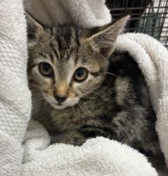 Shelter Stray Female Cat last seen , 11361 W Pico Blvd, Los Angeles, CA 90064, USA