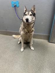Shelter Stray Male Dog last seen Near BLOCK W SAHARA AVE, LAS VEGAS NV 89146, 655 N Mojave Rd, Las Vegas, NV 89101, USA