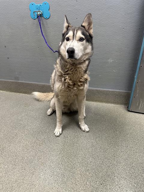 Shelter Stray Male Dog last seen Near BLOCK W SAHARA AVE, LAS VEGAS NV 89146, 655 N Mojave Rd, Las Vegas, NV 89101, USA
