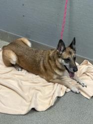Shelter Stray Female Dog last seen Near BLOCK S MARYLAND PKWY, LAS VEGAS NV 89119, 655 N Mojave Rd, Las Vegas, NV 89101, USA