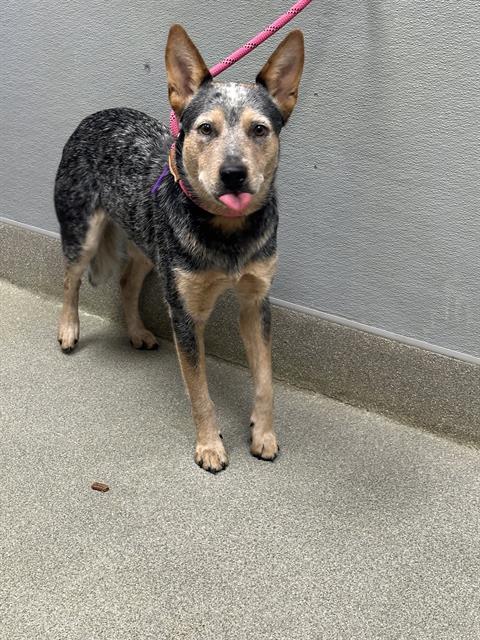 Shelter Stray Male Dog last seen Near BLOCK E KATIE AVE, LAS VEGAS NV 89119, 655 N Mojave Rd, Las Vegas, NV 89101, USA