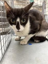 Shelter Stray Female Cat last seen Near BLOCK BURMA RD, NORTH LAS VEGAS NV 89032, 655 N Mojave Rd, Las Vegas, NV 89101, USA