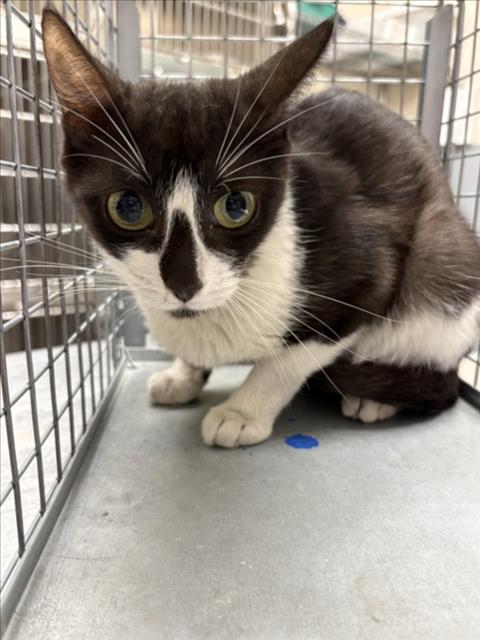 Shelter Stray Female Cat last seen Near BLOCK BURMA RD, NORTH LAS VEGAS NV 89032, 655 N Mojave Rd, Las Vegas, NV 89101, USA
