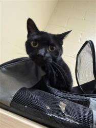 Shelter Stray Female Cat last seen MACK RD & LA MANCHA WAY, 2127 Front St, Sacramento, CA 95818, USA