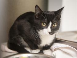 Shelter Stray Male Cat last seen IND SCHOOL AND JACKRABBIT, 5501 E Van Buren St, Phoenix, AZ 85008, USA