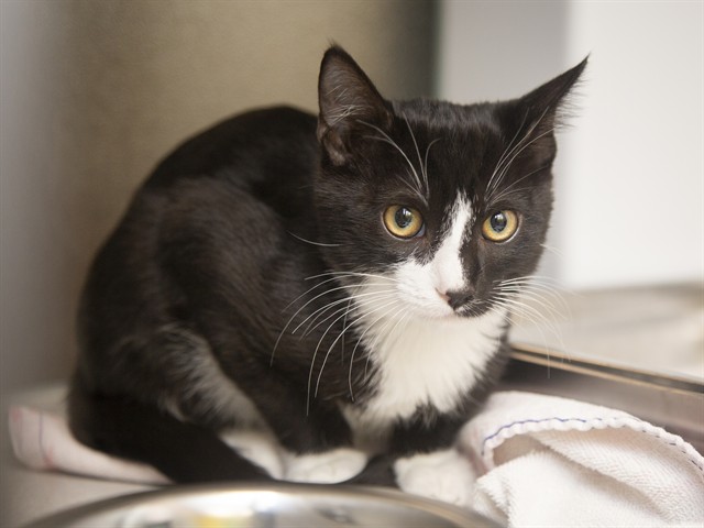 Shelter Stray Male Cat last seen IND SCHOOL AND JACKRABBIT, 5501 E Van Buren St, Phoenix, AZ 85008, USA
