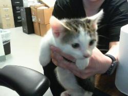 Shelter Stray Male Cat last seen CHARLOTTE, 8315 Byrum Dr, Charlotte, NC 28217, USA