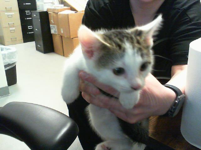 Shelter Stray Male Cat last seen CHARLOTTE, 8315 Byrum Dr, Charlotte, NC 28217, USA