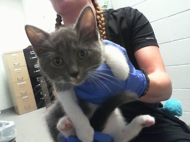 Shelter Stray Female Cat last seen CHARLOTTE, 8315 Byrum Dr, Charlotte, NC 28217, USA