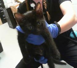 Shelter Stray Male Cat last seen CHARLOTTE, 8315 Byrum Dr, Charlotte, NC 28217, USA