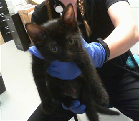 Shelter Stray Male Cat last seen CHARLOTTE, 8315 Byrum Dr, Charlotte, NC 28217, USA