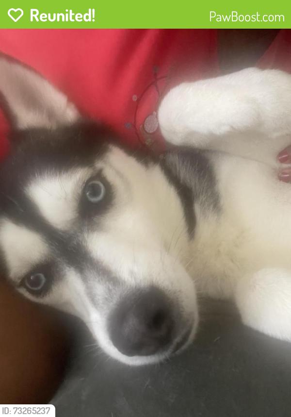 Reunited Male Dog last seen Spring falls drive, Lawrenceville, GA 30045