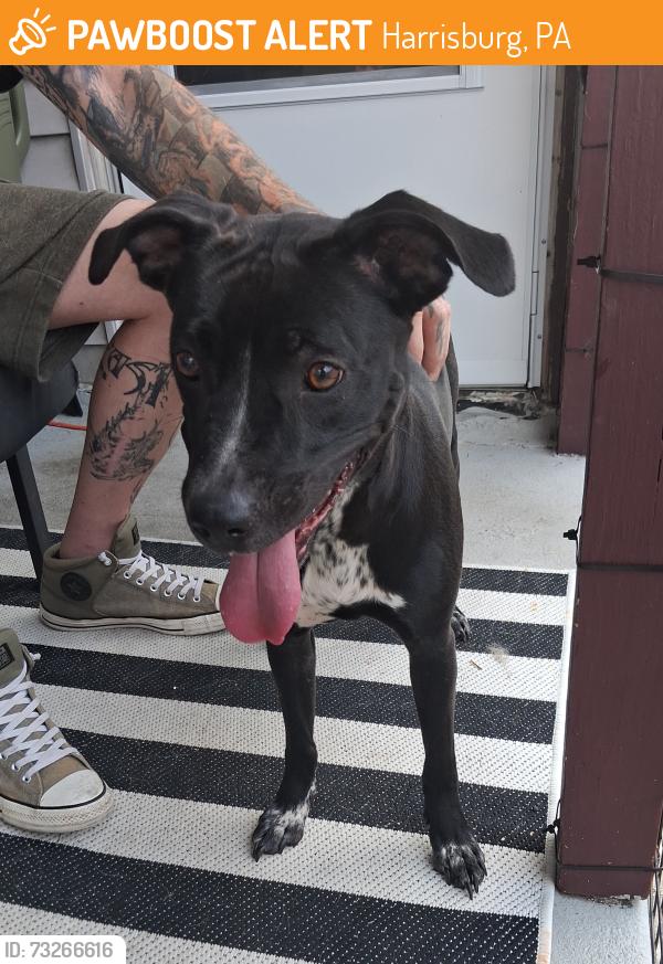 Found/Stray Female Dog last seen Sycamore st and south Cameron st Harrisburg Pa, Harrisburg, PA 17104
