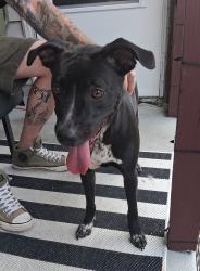 Found/Stray Female Dog last seen Sycamore st and south Cameron st Harrisburg Pa, Harrisburg, PA 17104
