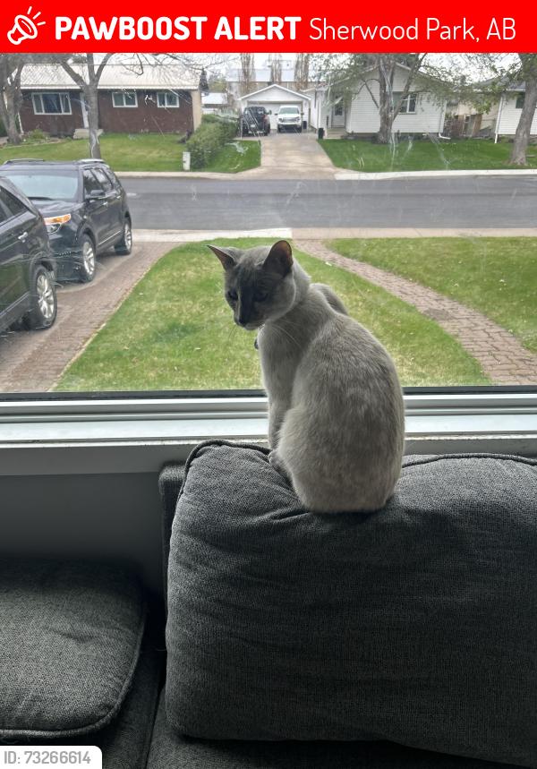 Lost Female Cat last seen Raven drive, Sherwood Park, AB T8A 0C3