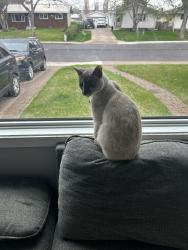 Lost Female Cat last seen Raven drive, Sherwood Park, AB T8A 0C3