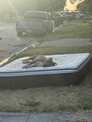 Lost Male Dog last seen Neches and Runnels, Fort Worth, TX 76106