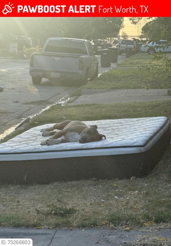 Lost Male Dog last seen Neches and Runnels, Fort Worth, TX 76106