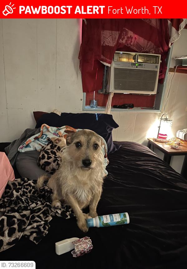 Lost Female Dog last seen LAKE LODGE REHAB CENTER LAKE WORTH BOAT AND SKI CLUB, Fort Worth, TX 76135