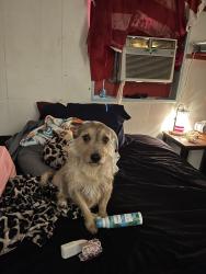 Lost Female Dog last seen LAKE LODGE REHAB CENTER LAKE WORTH BOAT AND SKI CLUB, Fort Worth, TX 76135