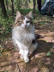 Lost Male Cat last seen Oak Grove trailer Park, Oak Grove, TN 37148