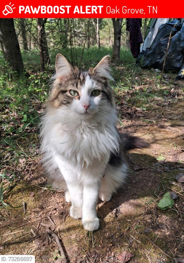 Lost Male Cat last seen Oak Grove trailer Park, Oak Grove, TN 37148