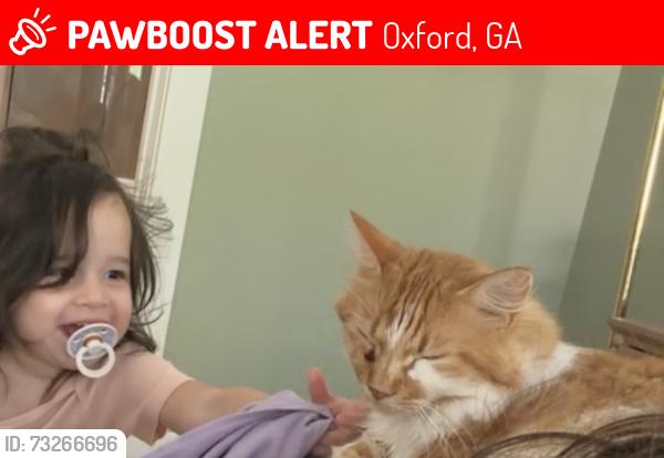 Lost Male Cat last seen Hwy 142, hwy 81, flint hill dr. , Cornish mountain rd., Oxford, GA 30054