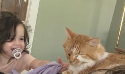 Lost Male Cat last seen Hwy 142, hwy 81, flint hill dr. , Cornish mountain rd., Oxford, GA 30054