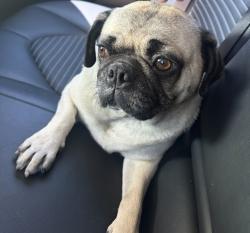 Found/Stray Female Dog last seen Juniper and miller Fontana CA, Fontana, CA 92335