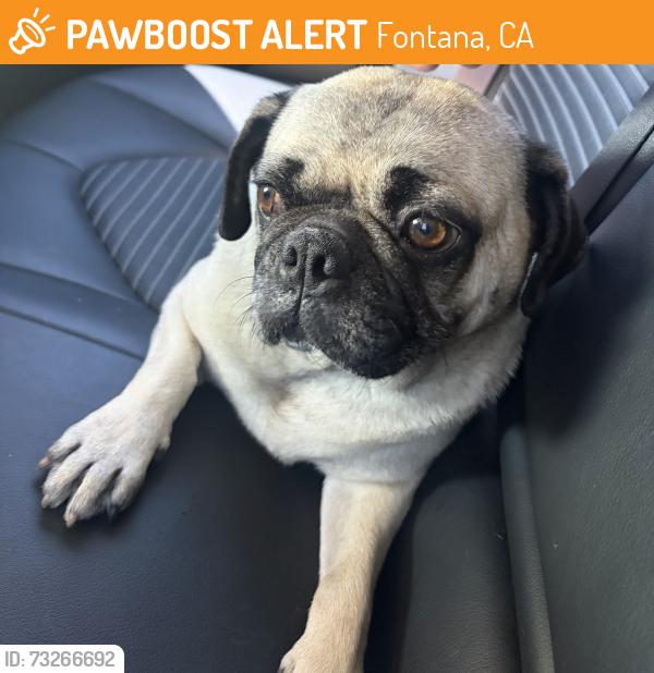 Found/Stray Female Dog last seen Juniper and miller Fontana CA, Fontana, CA 92335