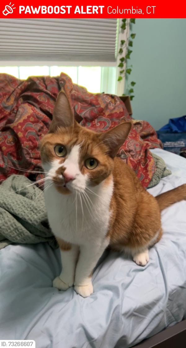 Lost Male Cat last seen Wickford and Tunxis Drive, Columbia, CT, Columbia, CT 06237