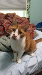 Lost Male Cat last seen Wickford and Tunxis Drive, Columbia, CT, Columbia, CT 06237