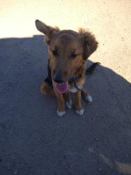Found/Stray Male Dog last seen Hesperia Jr. High, 11th Ave Hesperia Ca 92345, Hesperia, CA 92345