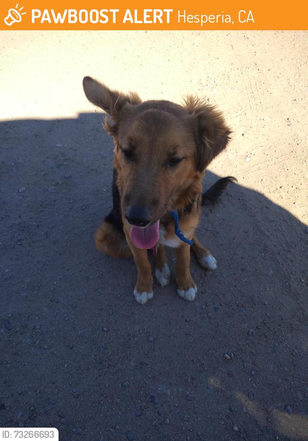 Found/Stray Male Dog last seen Hesperia Jr. High, 11th Ave Hesperia Ca 92345, Hesperia, CA 92345