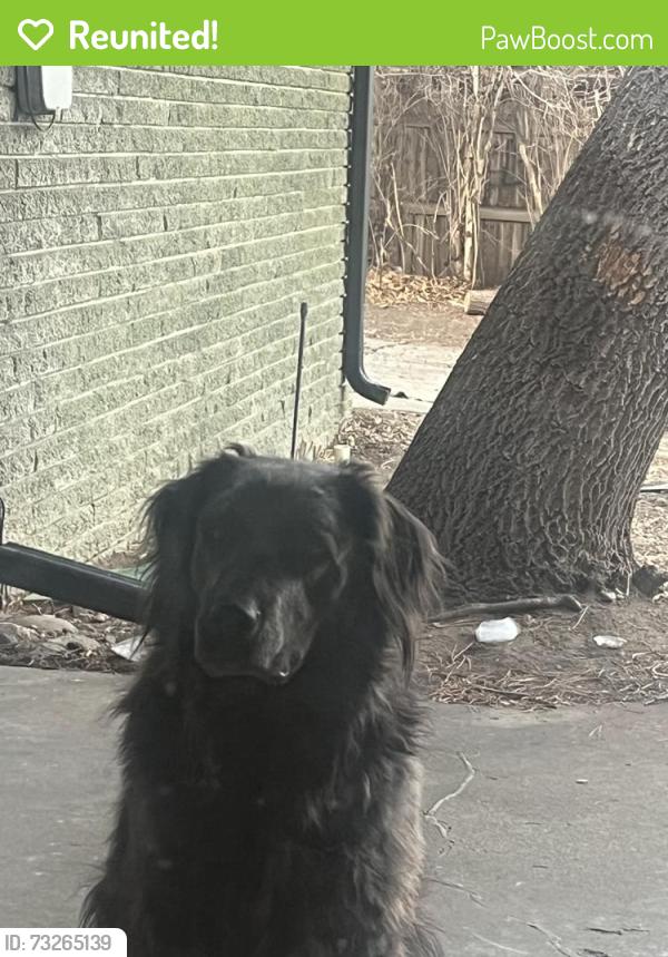 Reunited Male Dog last seen 38th and Holland, Wheat Ridge, CO 80033
