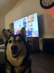 Reunited Male Dog last seen Near Chelsea ln Plano tx, Plano, TX 75074