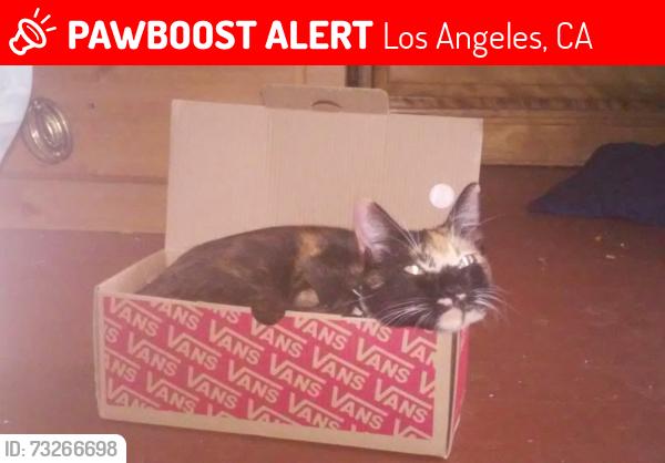 Lost Female Cat last seen Gaffey and Sepulveda, San Pedro Gas and More, Los Angeles, CA 90731