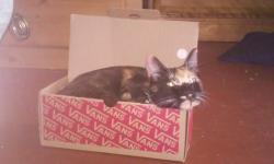 Lost Female Cat last seen Gaffey and Sepulveda, San Pedro Gas and More, Los Angeles, CA 90731