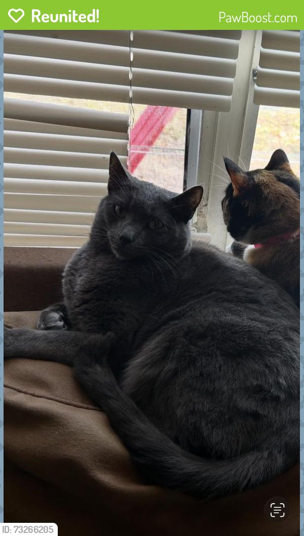 Reunited Male Cat last seen Near 26th Street West, Bradenton, FL 34207