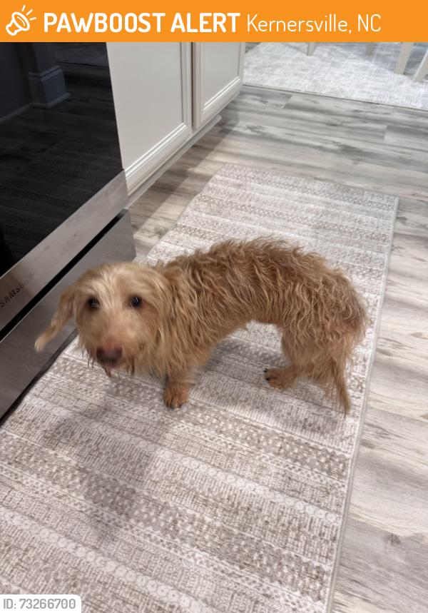 Found/Stray Male Dog last seen Kippen Drive Brunswick Crossing, Kernersville, NC 27284
