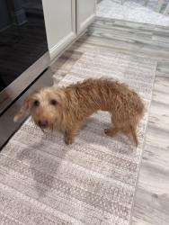Found/Stray Male Dog last seen Kippen Drive Brunswick Crossing, Kernersville, NC 27284