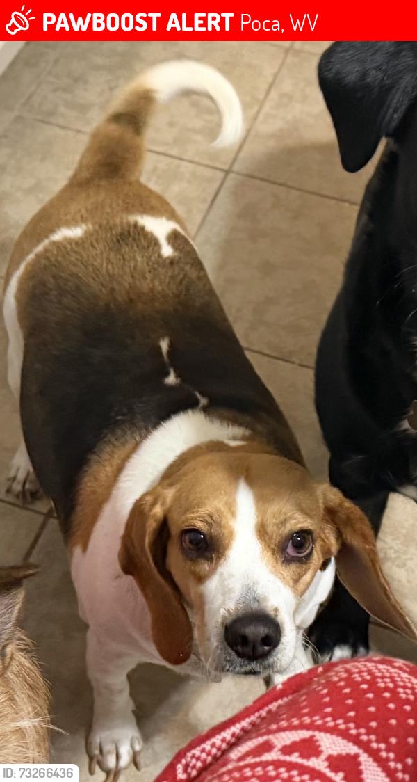 Lost Female Dog last seen Near Oakmont drive Poca wv, Poca, WV 25159