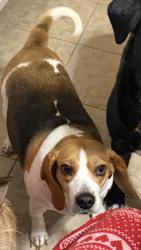 Lost Female Dog last seen Near Oakmont drive Poca wv, Poca, WV 25159