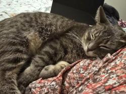 Lost Female Cat last seen Willow road in prospect Heights, Prospect Heights, IL 60070
