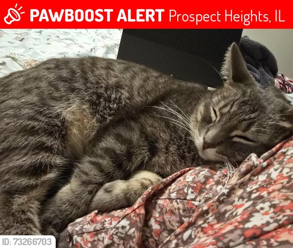 Lost Female Cat last seen Willow road in prospect Heights, Prospect Heights, IL 60070