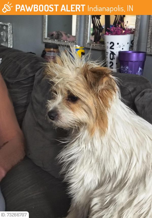Found/Stray Female Dog last seen 10th and Euclid Ave, Indianapolis, IN 46201